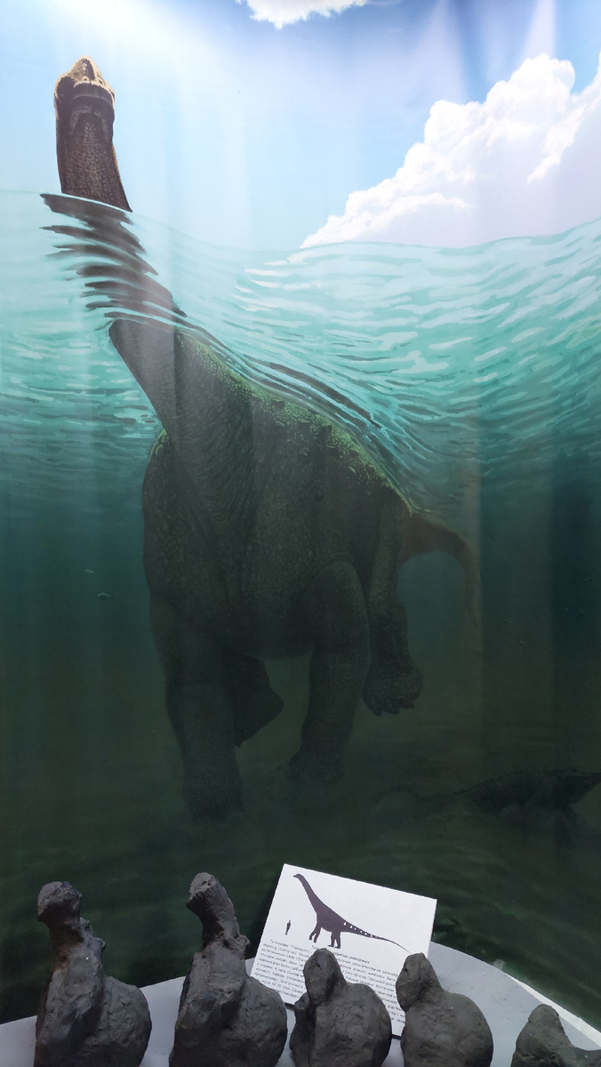 Экспонаты ОГБУК «Ундоровский палеонтологический музей». Фото автора.