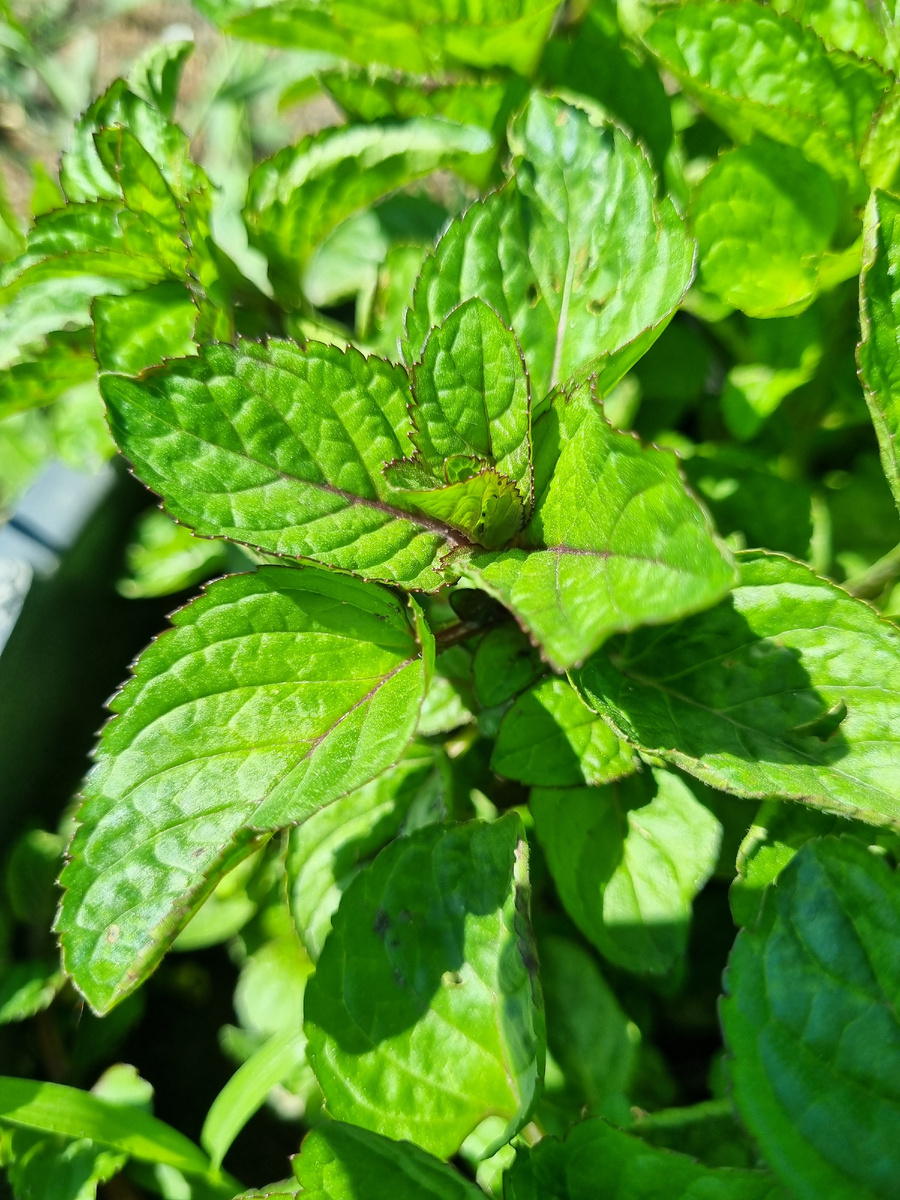 Апельсииновая