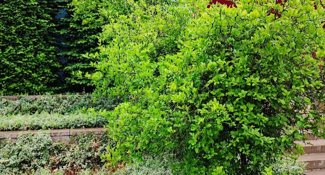 🌿🍋🌿🍋🌿🍋🌿