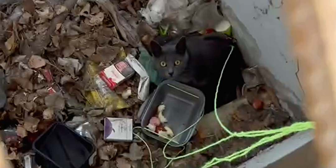 Спасала не только себя: бродячая кошка с котятями, запертая в подвале, умоляла людей о помощи