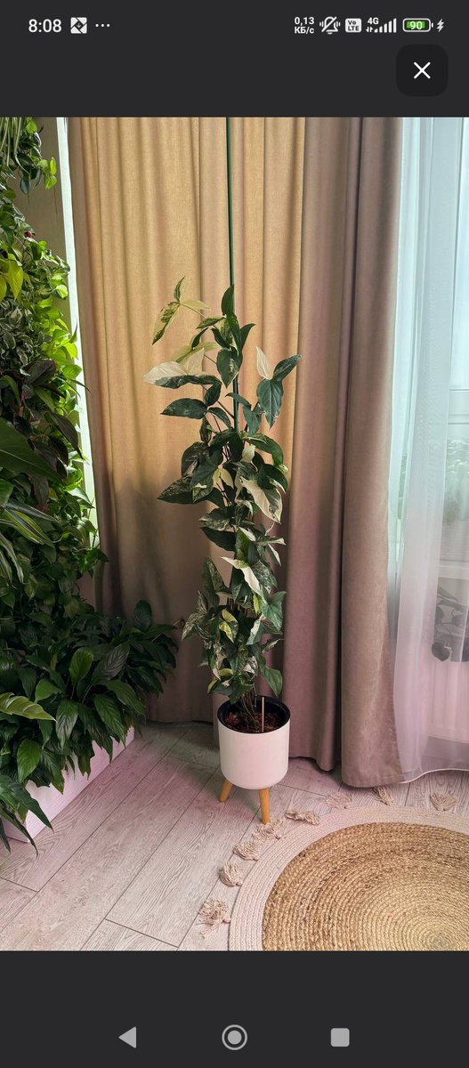 Сингониум Юлии с канала yu_jungle