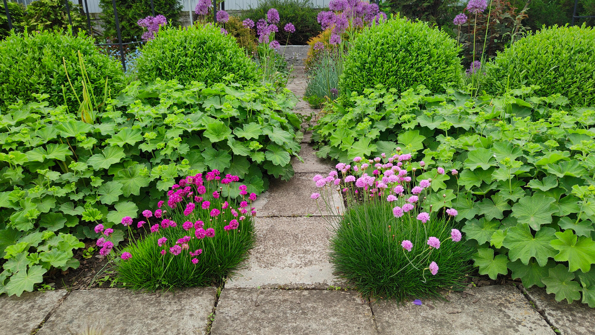 Две армерии с разной окраской цветов.