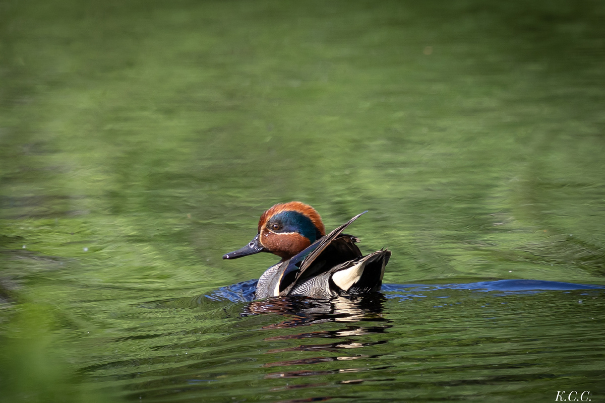 Чирок-свистунок, фото автора