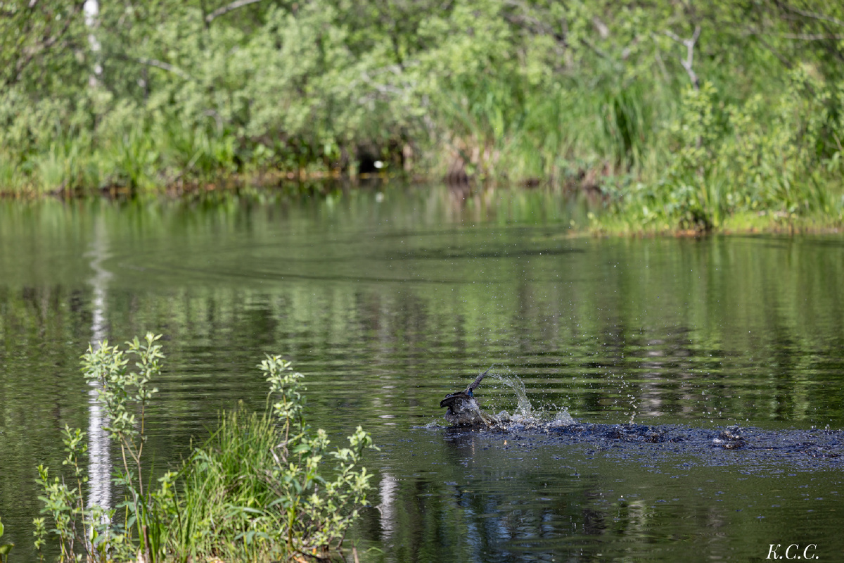 Чирок-свистунок, фото автора