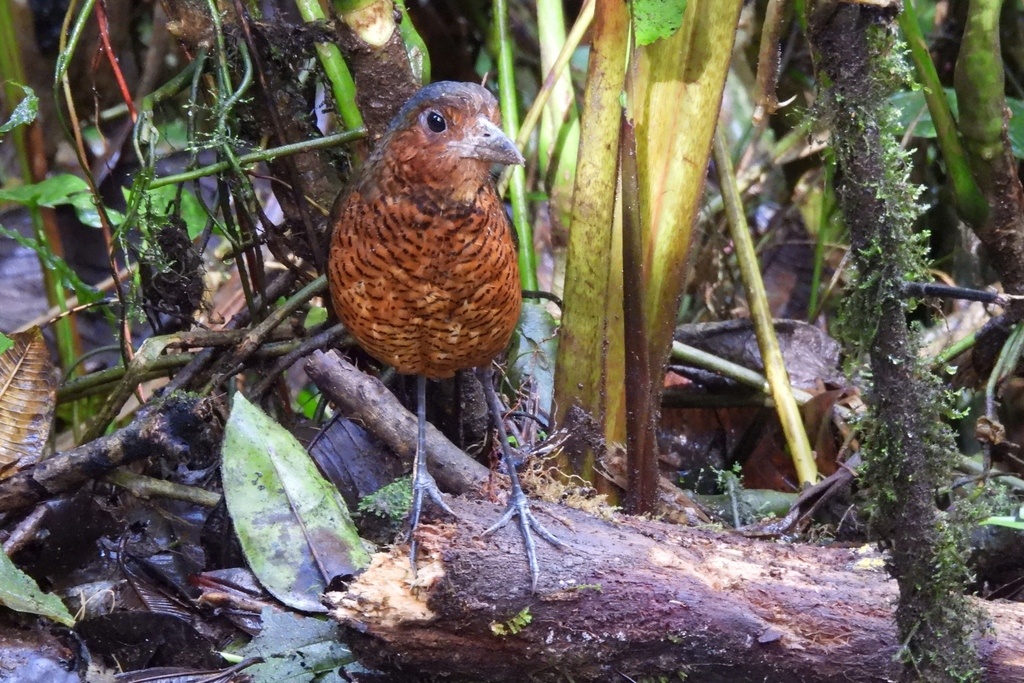 Гигантская граллярия, Эквадор, фото Dirk Mezger