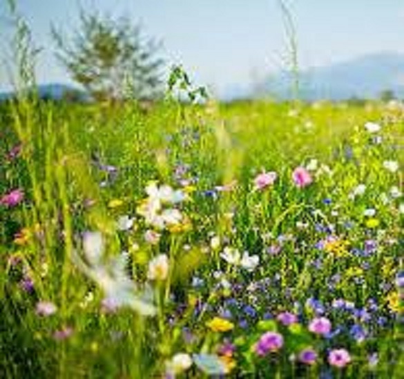 цветы полевые