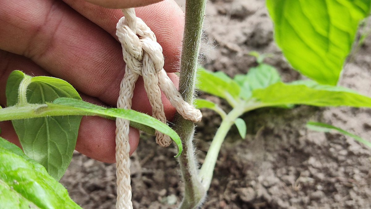 Отступив от нижней части растения примерно 10-20 см я делаю петлю вокруг стебля томата или огурца.