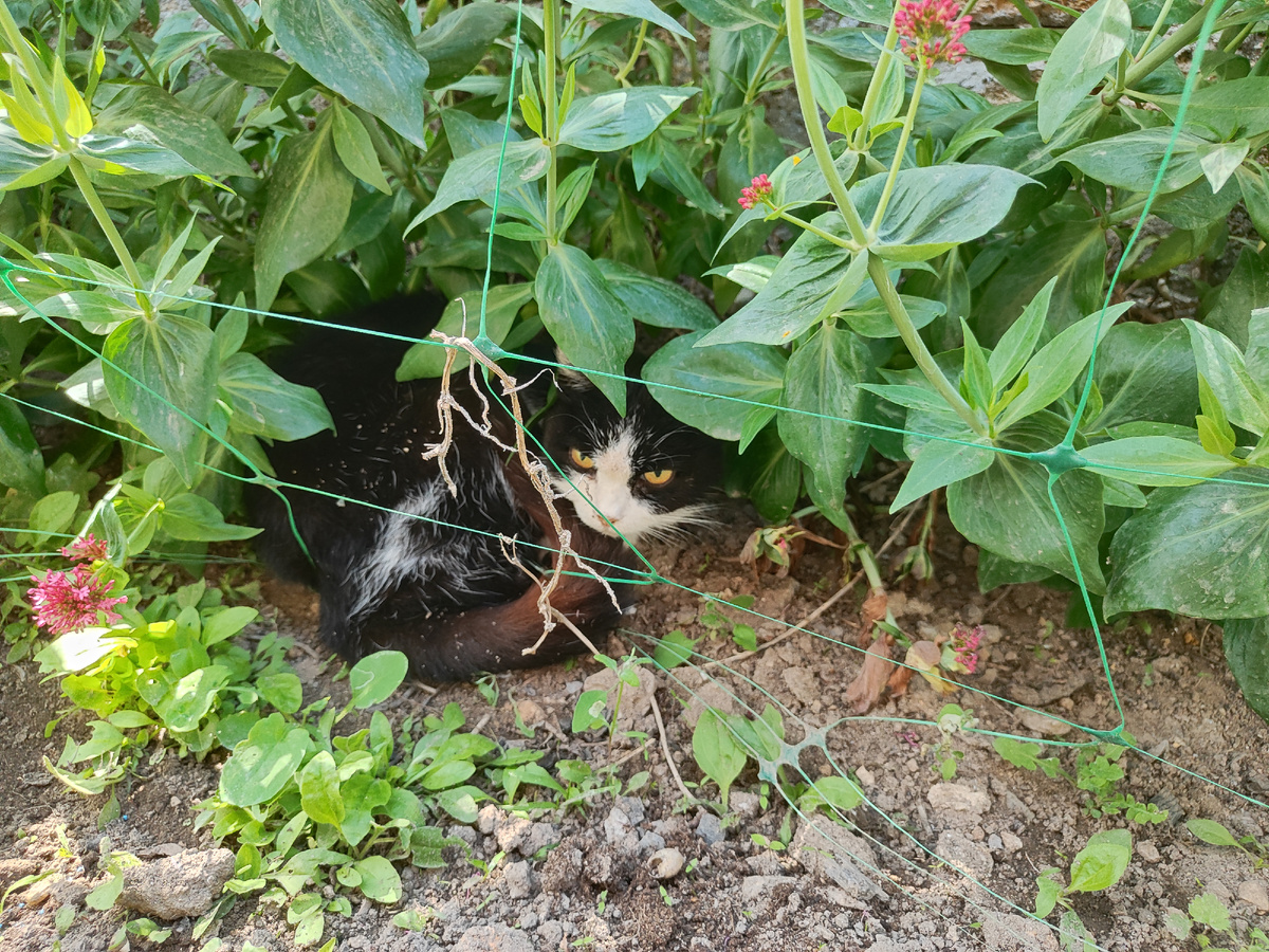 Лилит примерно в огурцах как раз) 