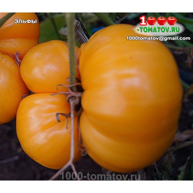 Томат Эльфы Elfi 1