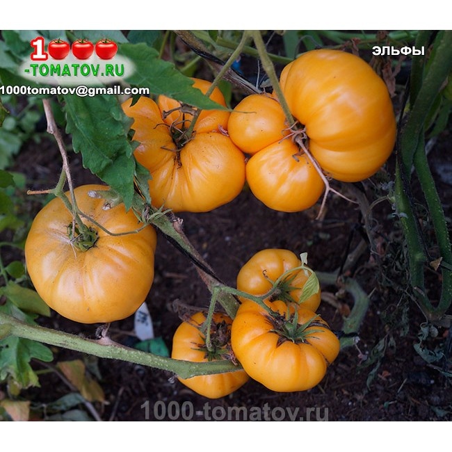 Томат Эльфы Elfi 2
