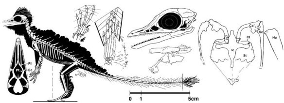 Неверная «птичья» реконструкция козезавра.