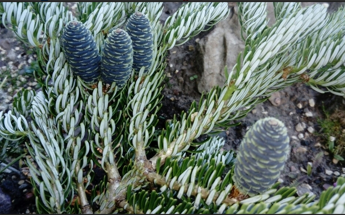 пихта  корейская 'Сильвер старс'