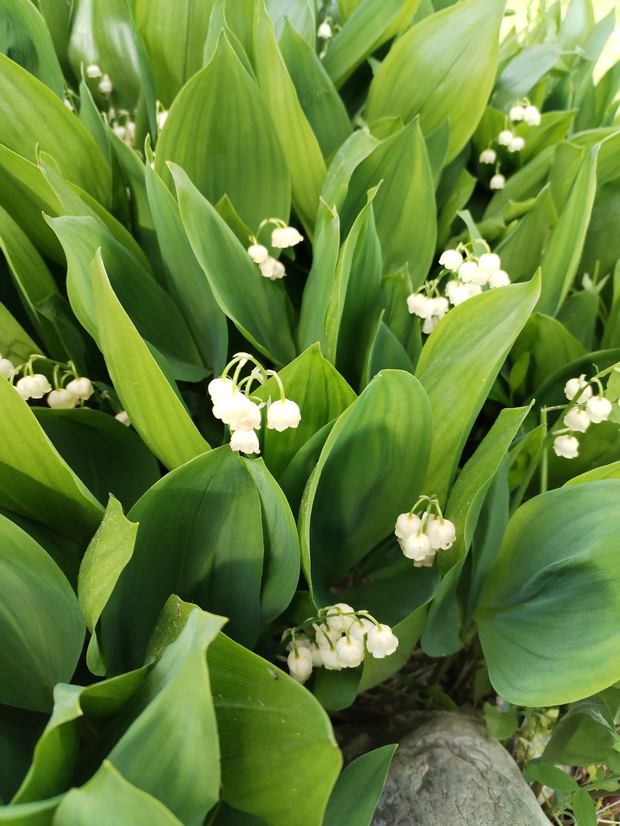 Ландыш на клумбе. 