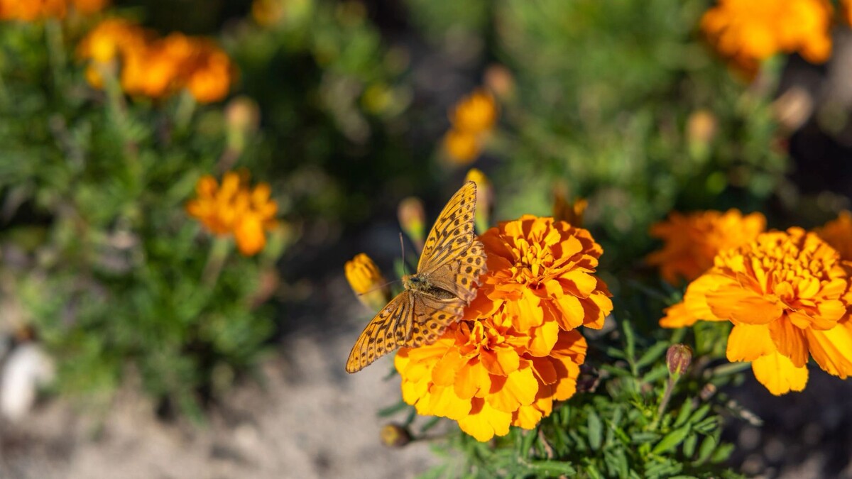    Фото: Федор Воронов/«Ямал-Медиа»