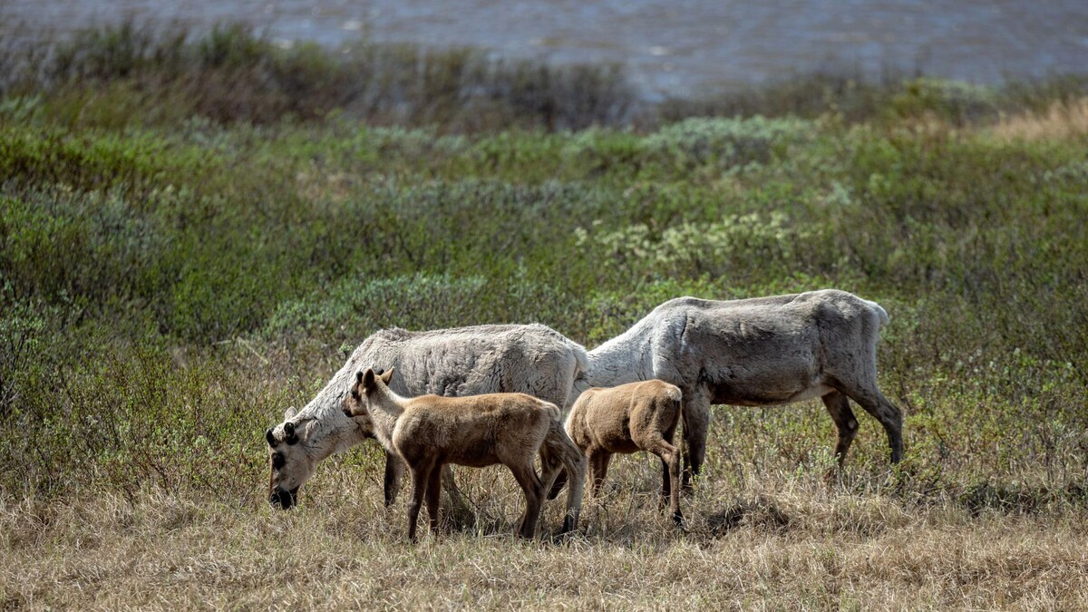    Фото: Сергей Зубков/«Ямал-Медиа»