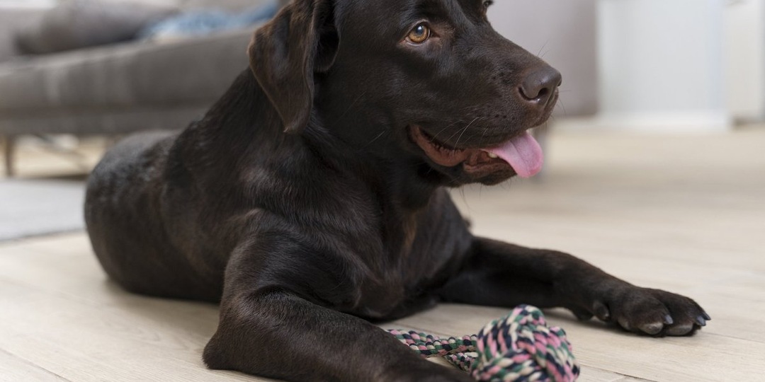 Приютская собака впервые оказалась на собственном дворе