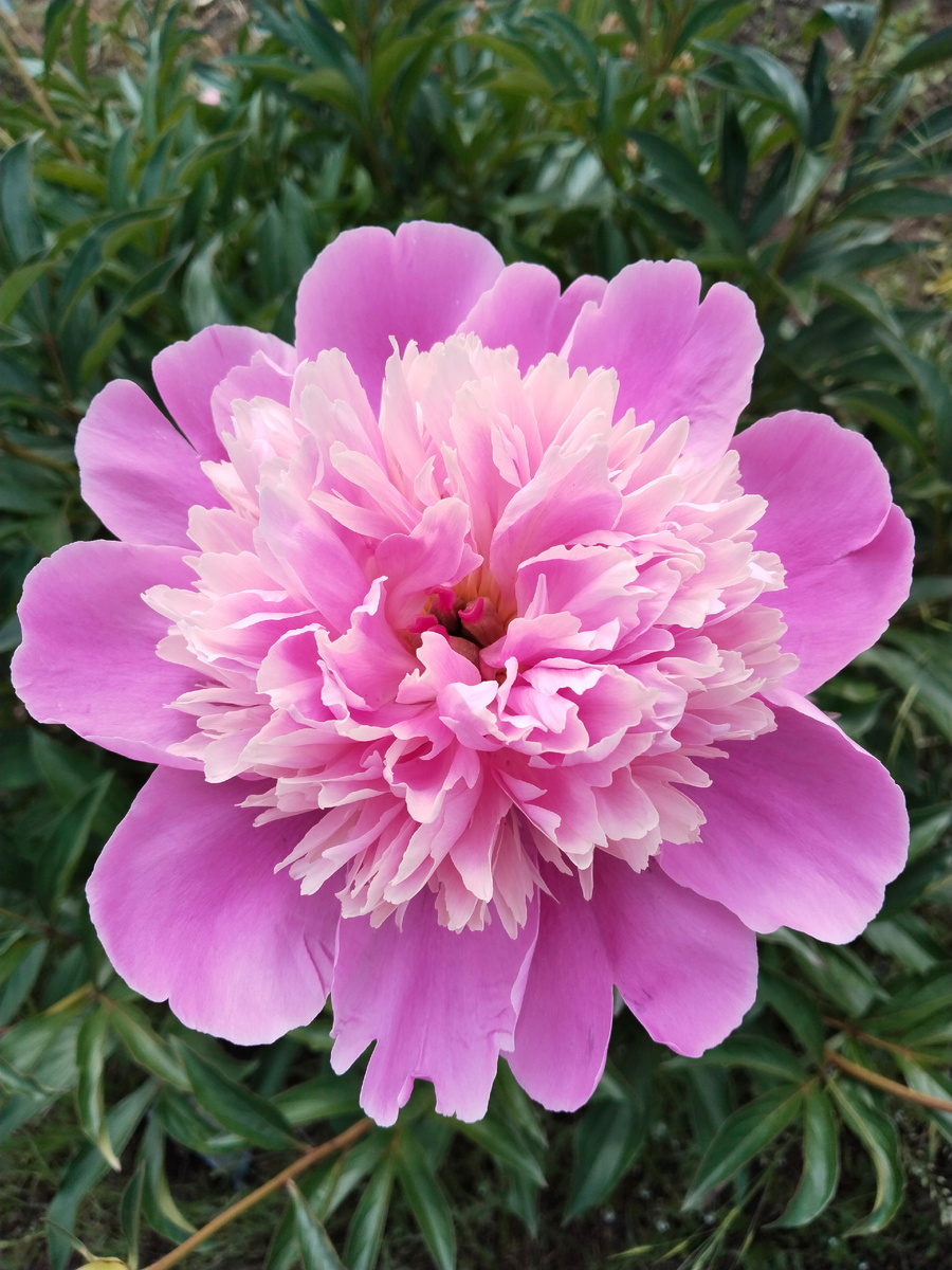 Пион у меня на даче