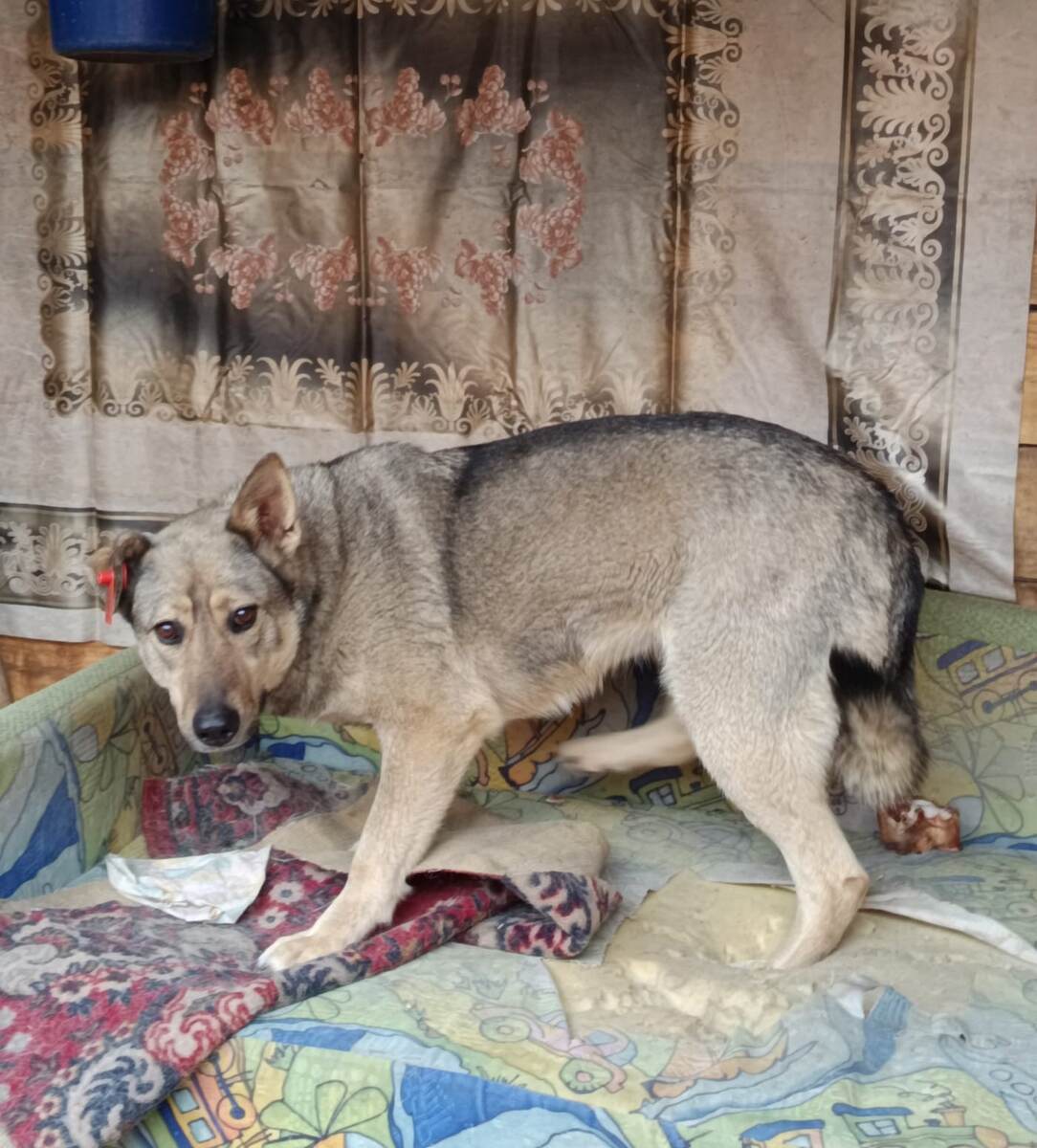 Дина Хадичи