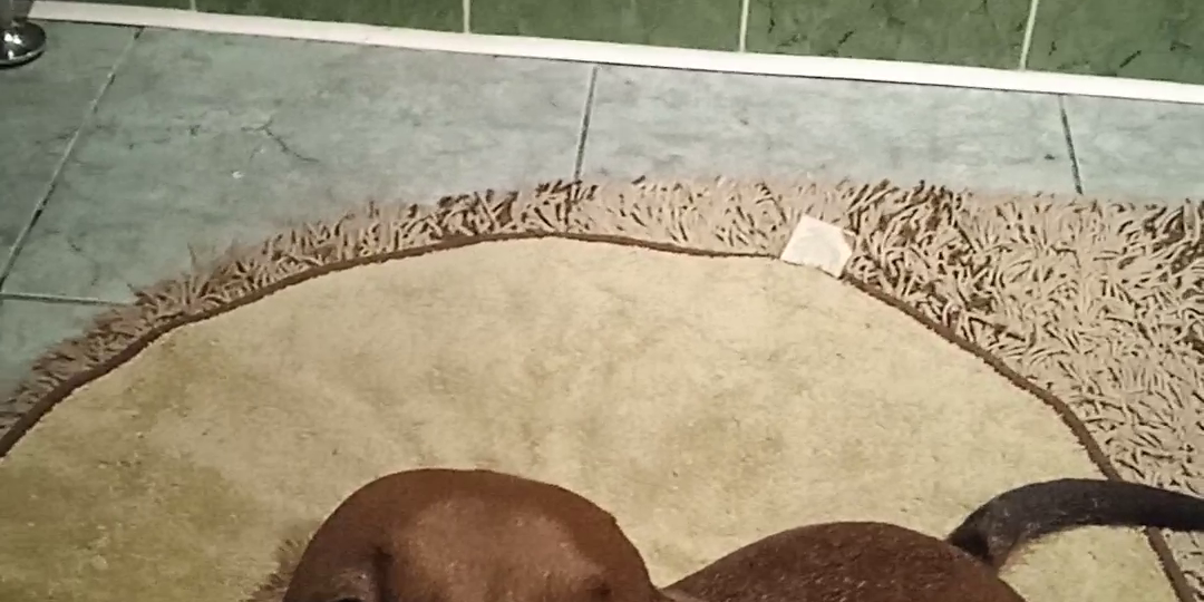 Ванна, мама и такса Алиса, история из собачьей жизни