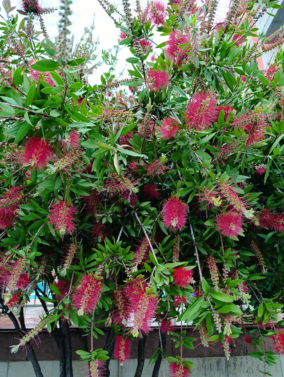 Каллистемон прекрасный