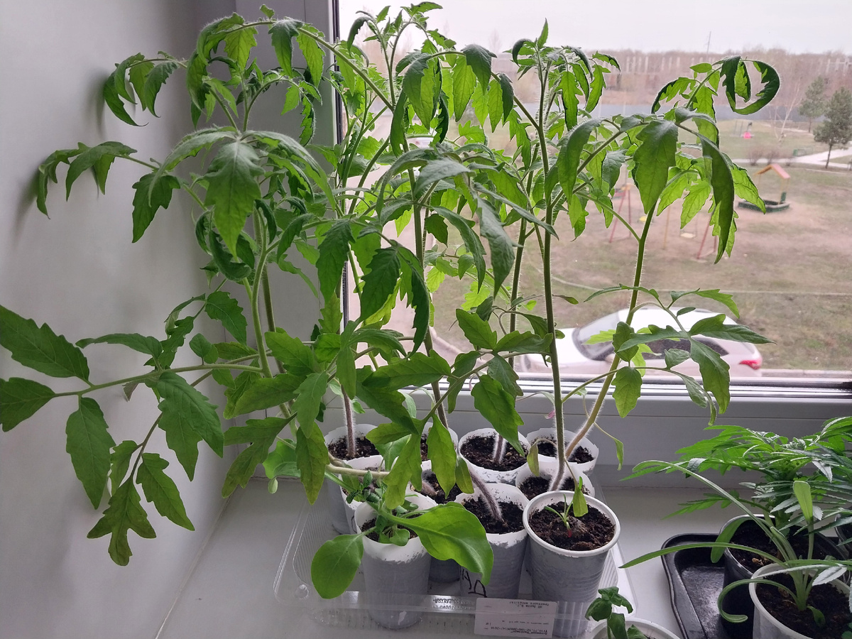 "Сладким сосулькам" тесно в своих стаканчиках.