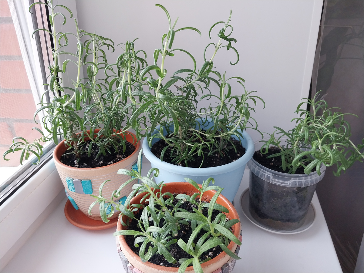 Розмарин стремится на солнышко.