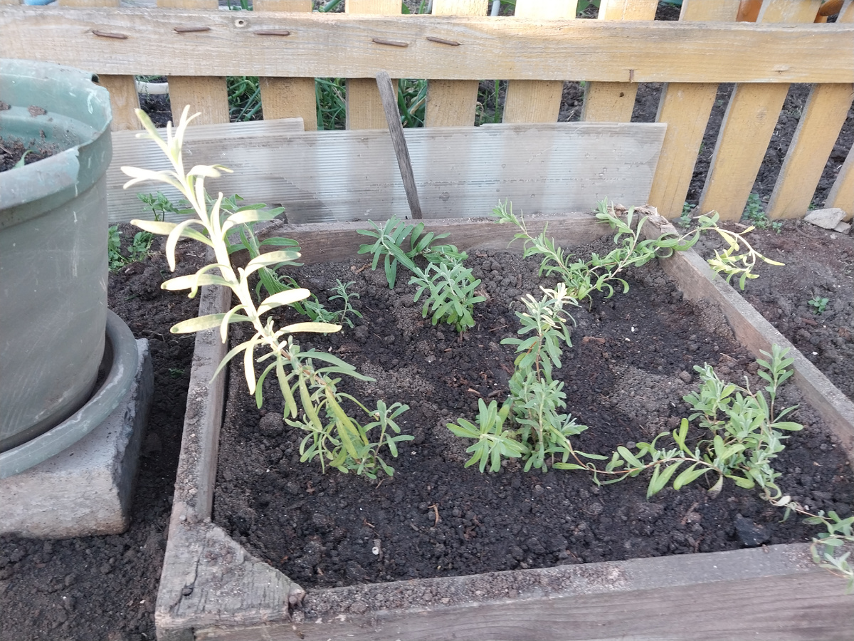 Лаванда на свободе.