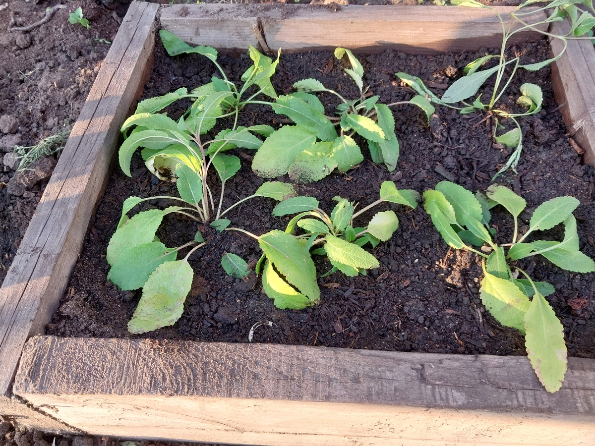 Шалфей греется на солнышке.