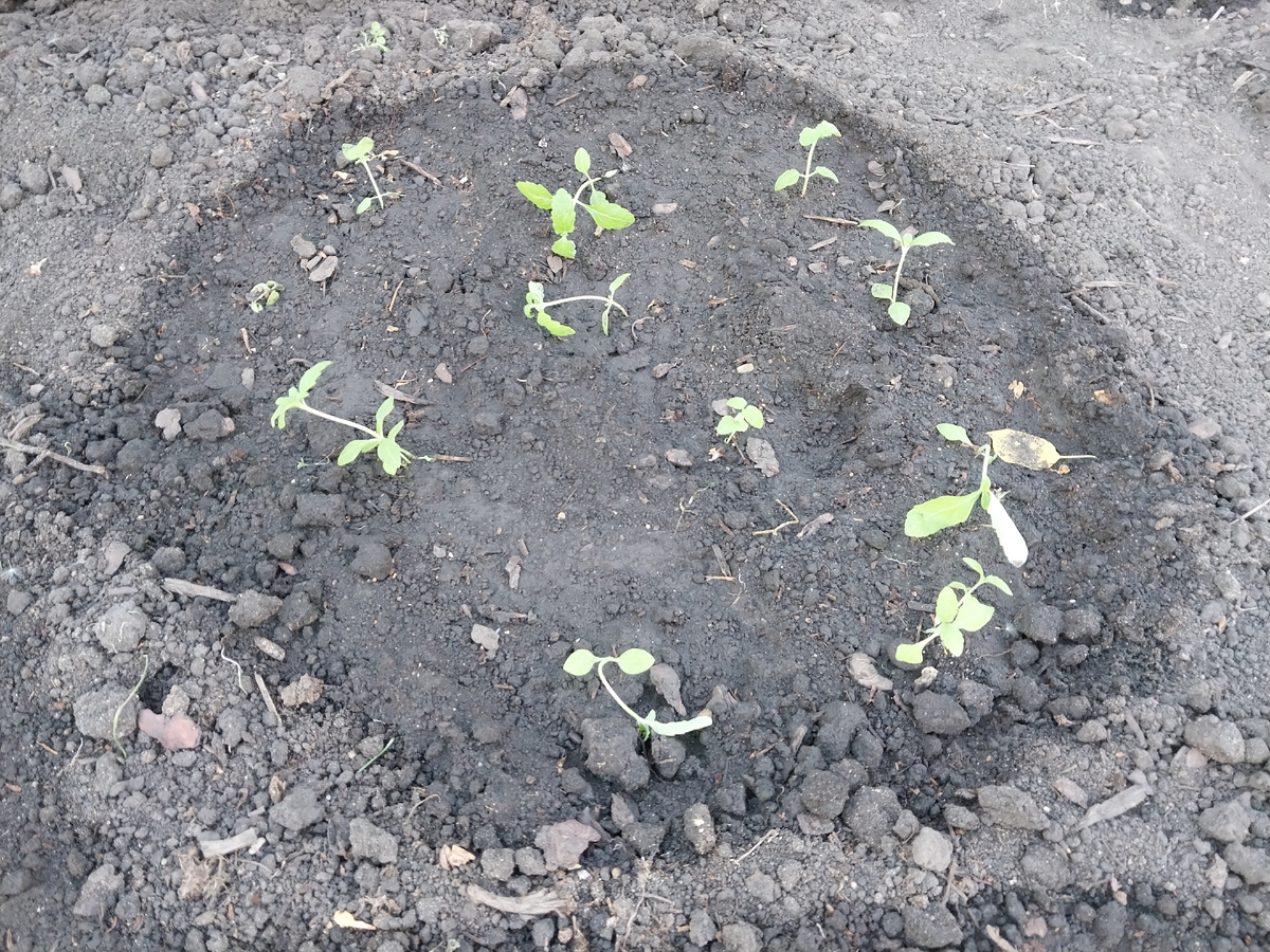 Вербена хоть и мала, но подаёт большые надежды.