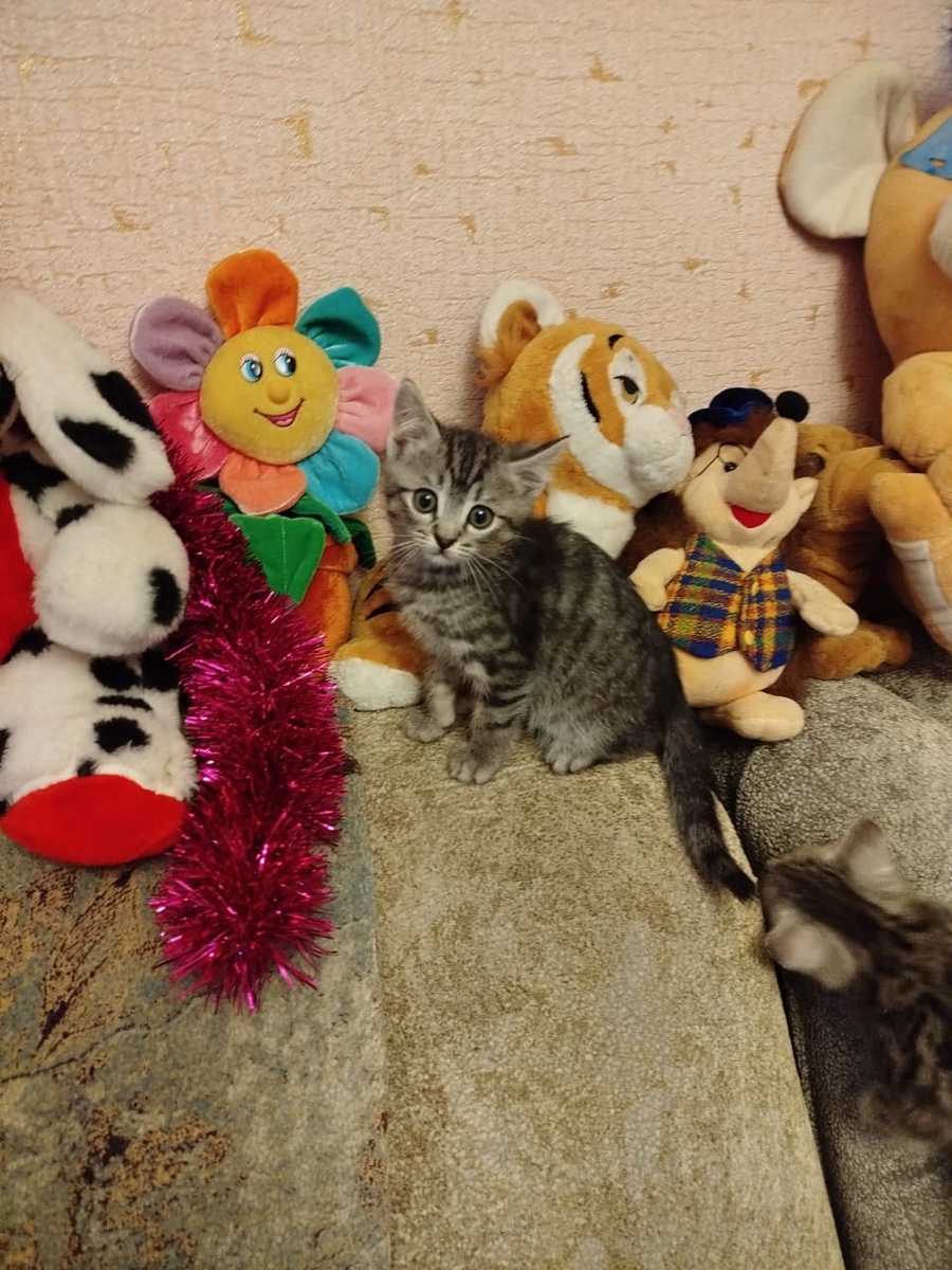 Василиса, которая позже станет Василием 