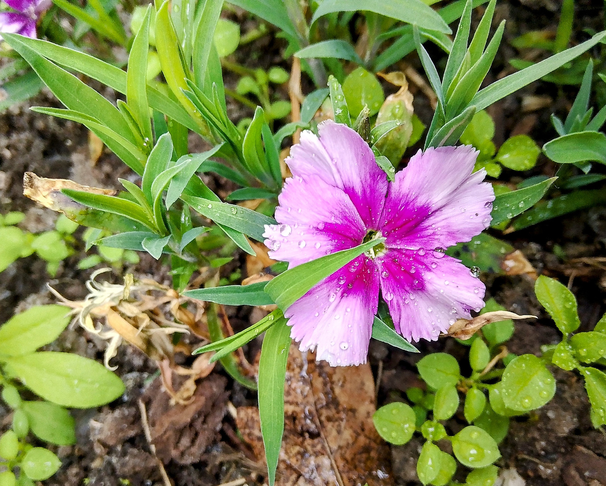 Гвоздики начинают цвести 