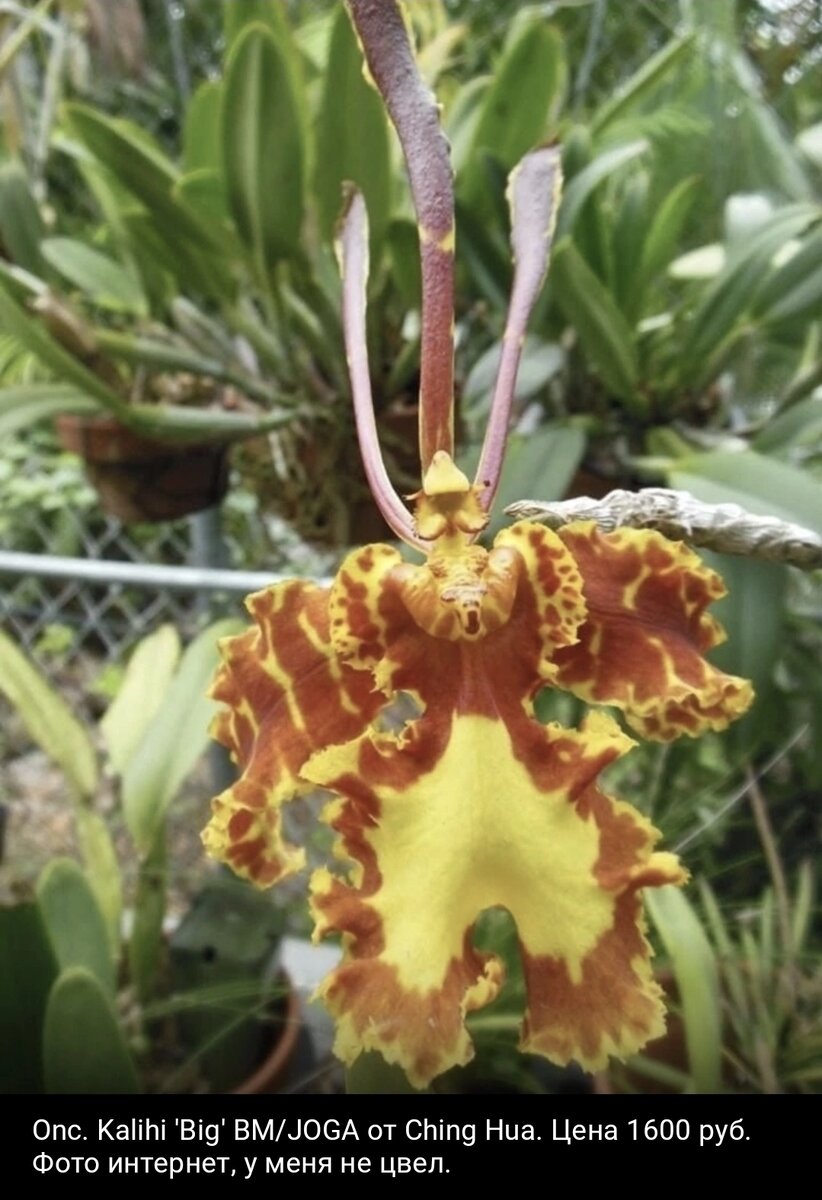 Это Психопсис.