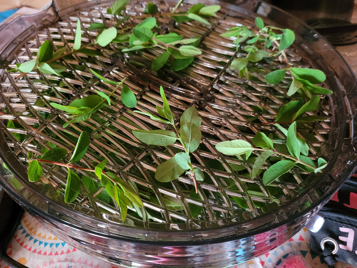 Сушатся листья жимолости