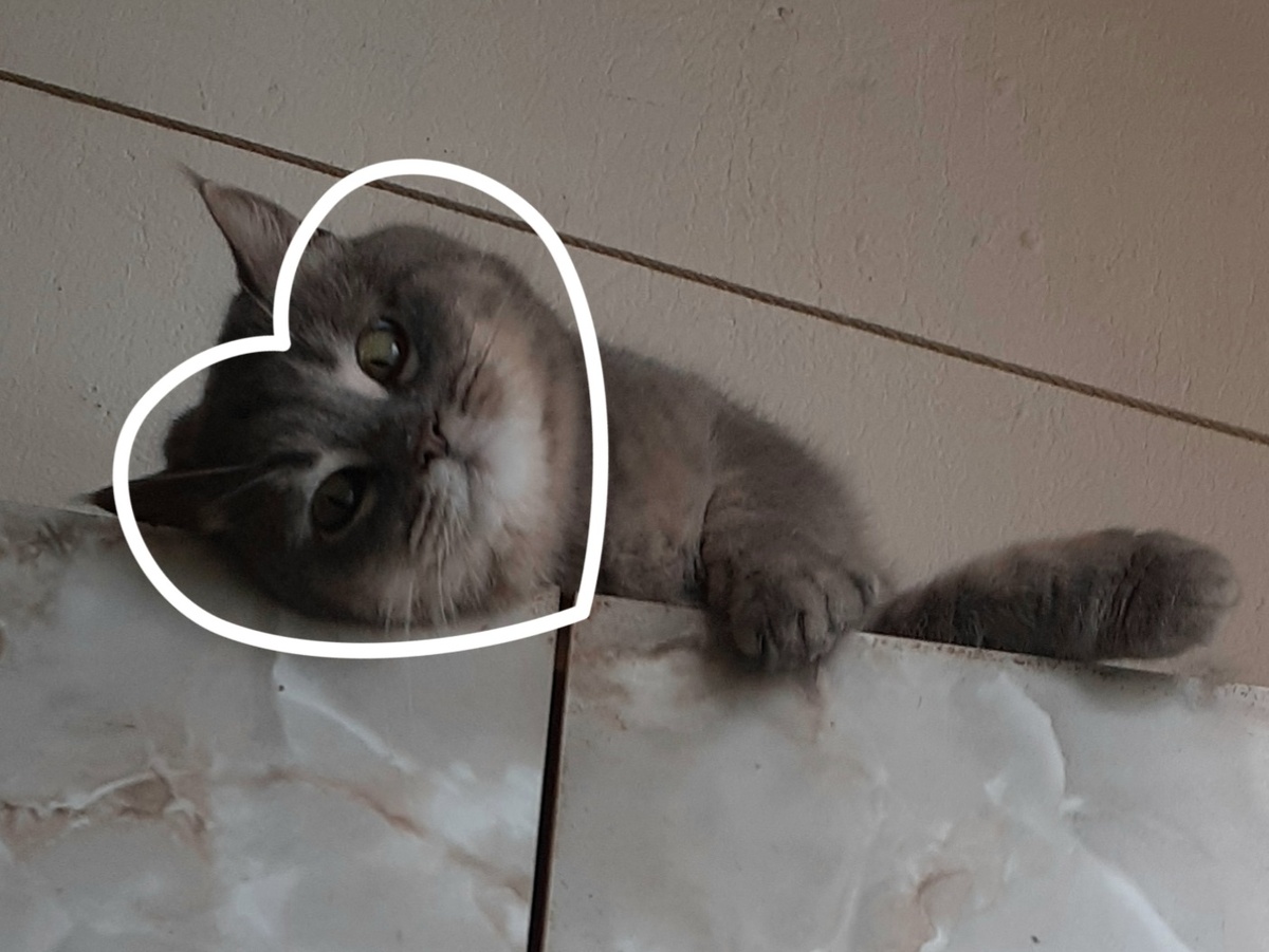 Оцениваем мою кошечку 1/ 10  😘✨🌿🐱🐈🐈‍⬛ 