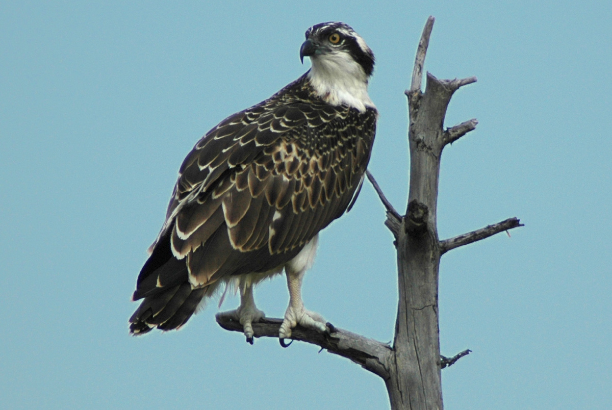 Скопа. Фото М.В. Бабушкина