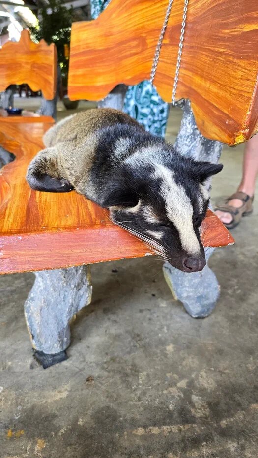 Куница Света