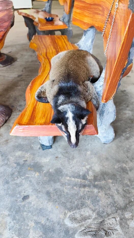 Куница Света