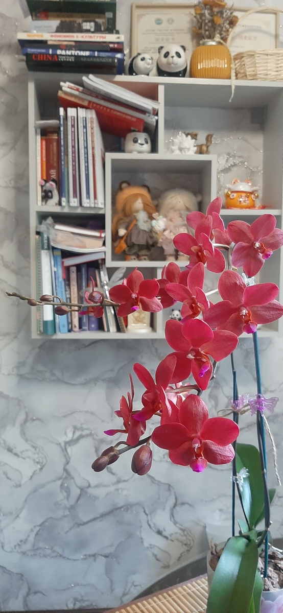 Шикарная яркая красотка на фоне "полки праздников и настроения"- там меняется наполнение в разное время года и перед праздниками 