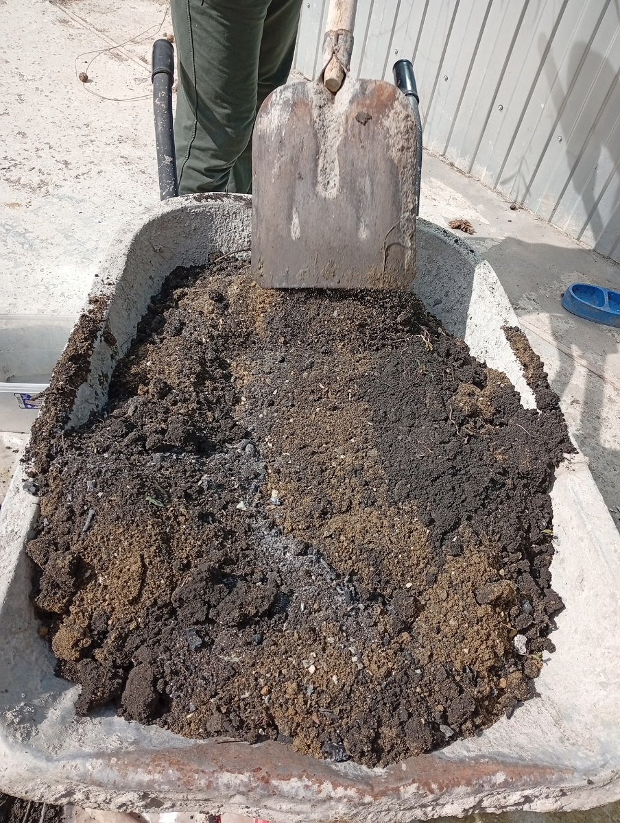 Я уже писала, что садовую землю использую для уличных цветов, на добавляю в нее песок и уголь, иначе в жару обычный торф будет просыхать за считанные часы. Я сейчас то поливаю раз в день, дальше нужно б два раза в день поливать.