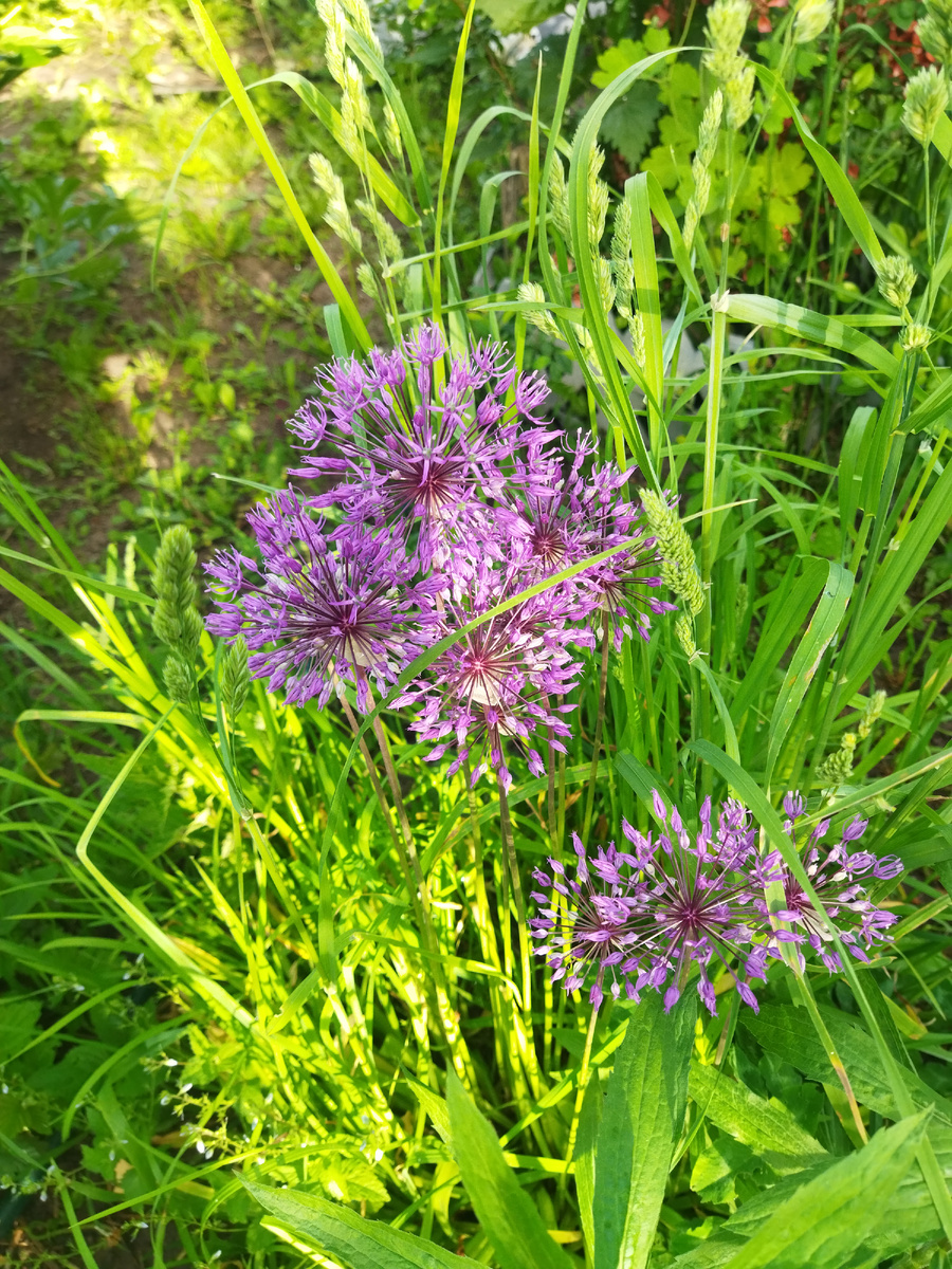 Вот такой лучёк вышел