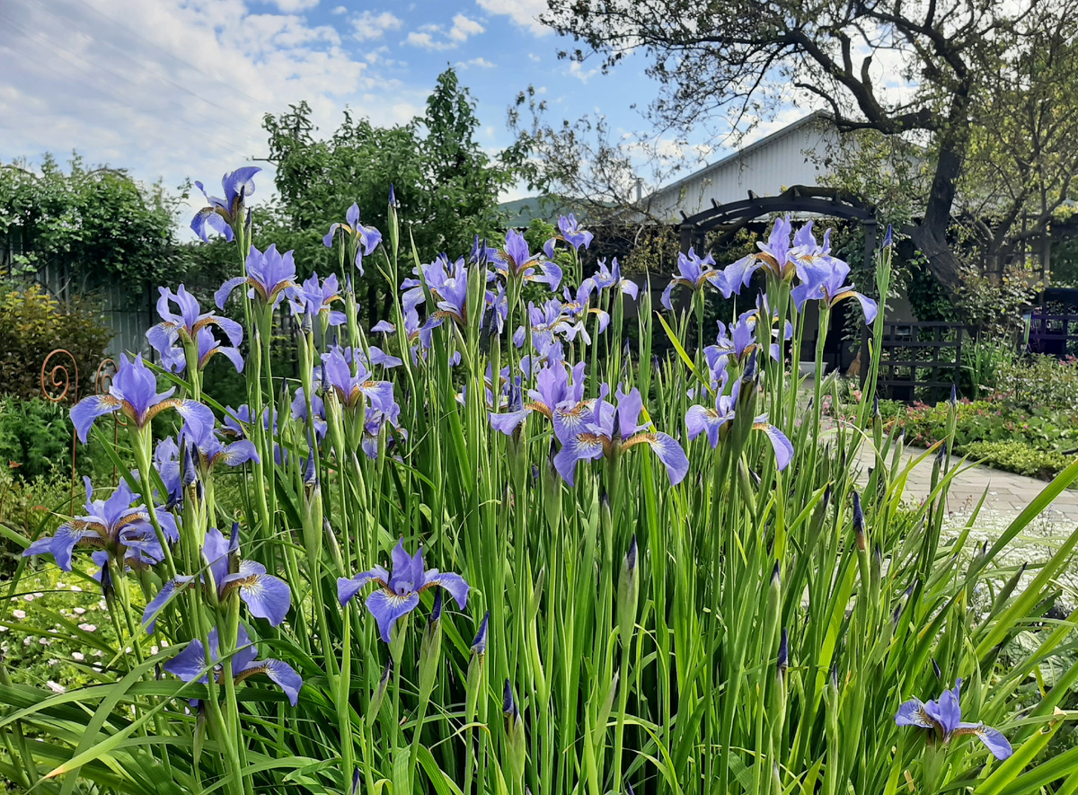 Начало цветения