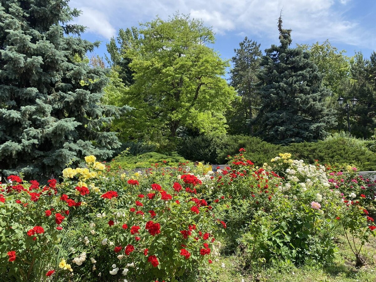 Ростовское лето. Фото автора