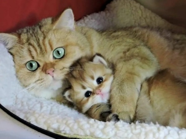 Почему кошка отвергает одного котенка, но заботится об остальных