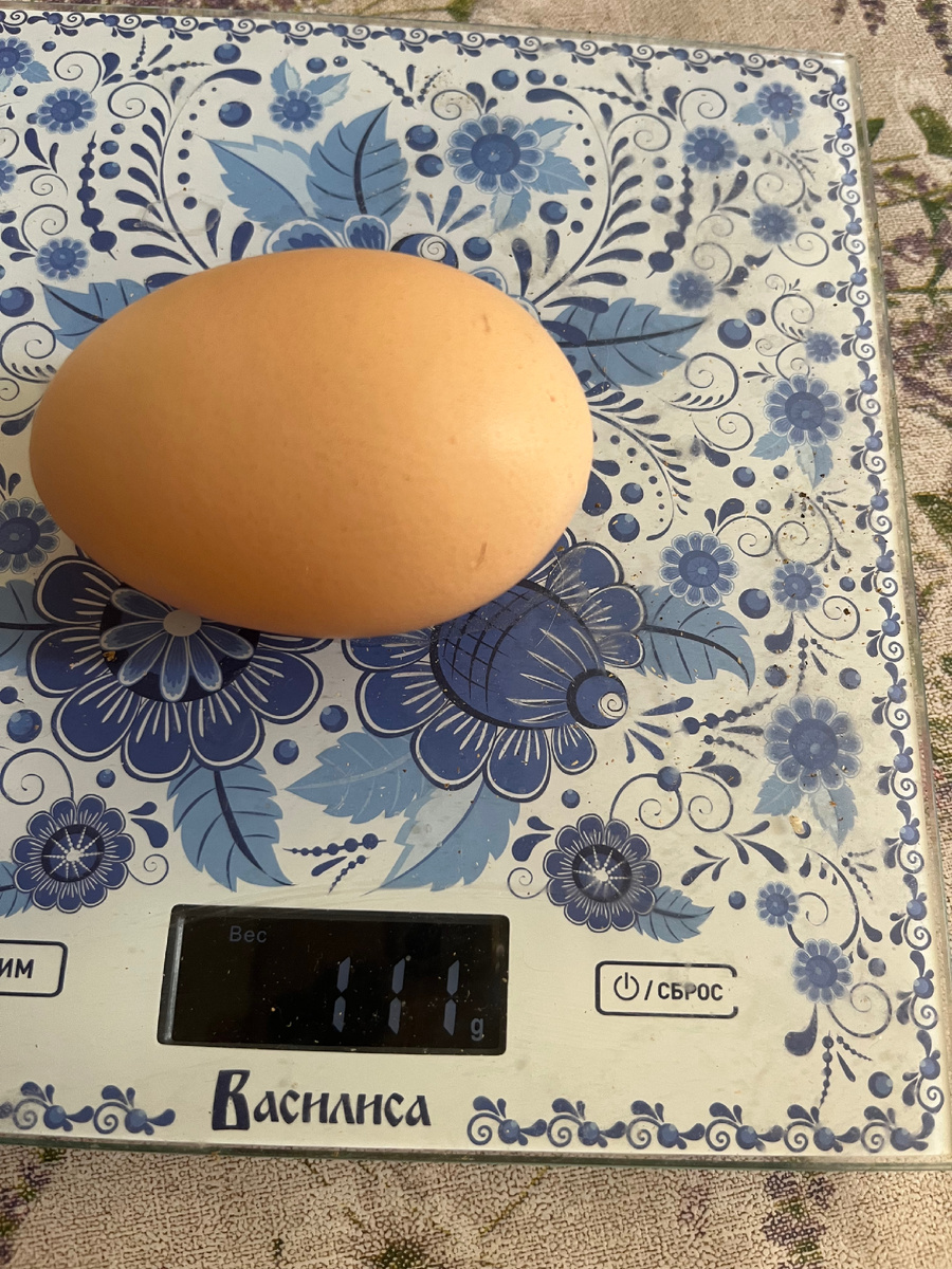 Рекордное яйцо от моих кур!