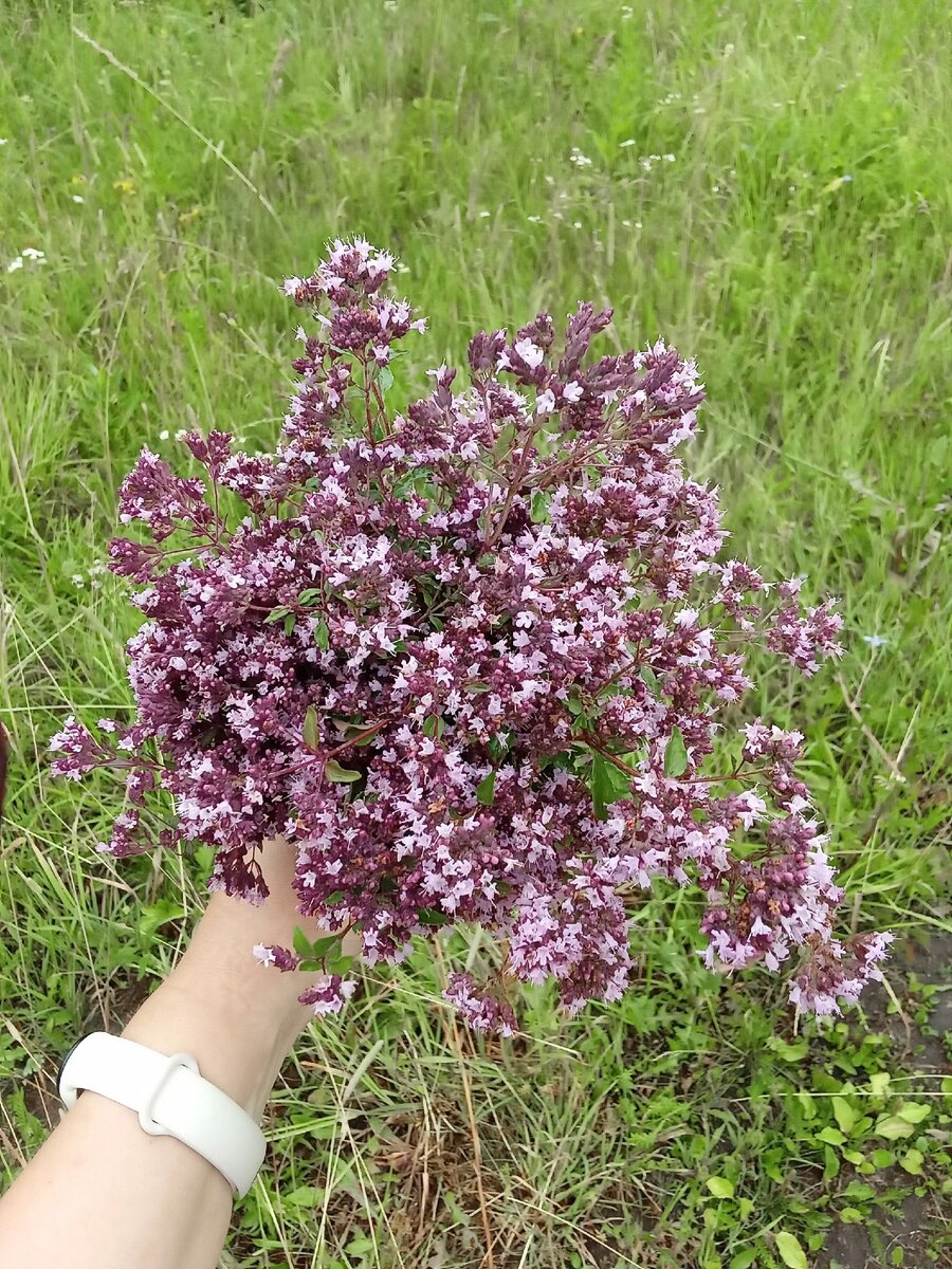 Душица из Башкирии, ее там целые поля