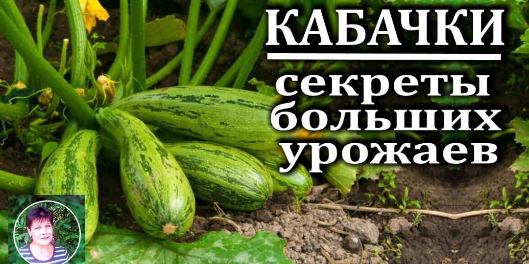 Секреты обильного плодоношения кабачков