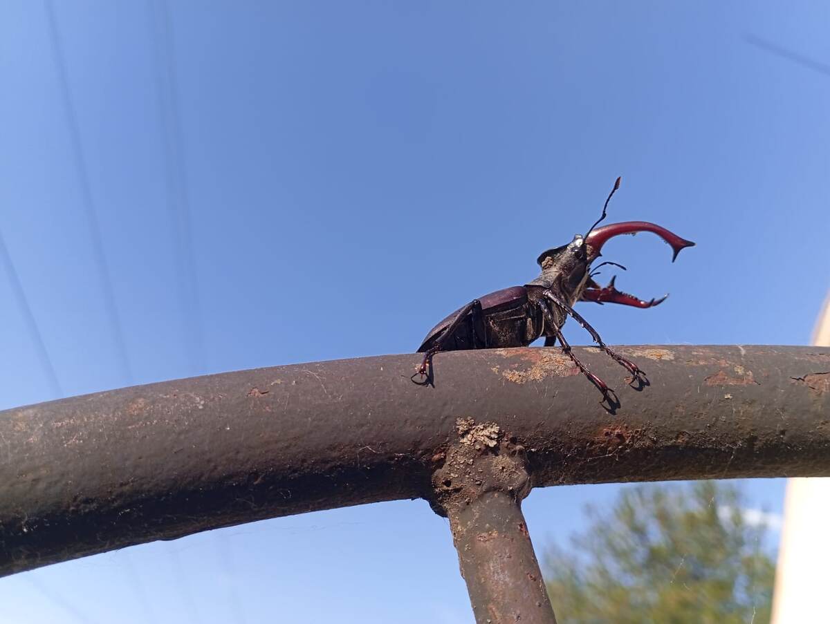 Жук - олень, рогач, полезный, но ревнивый, как Отелло.
