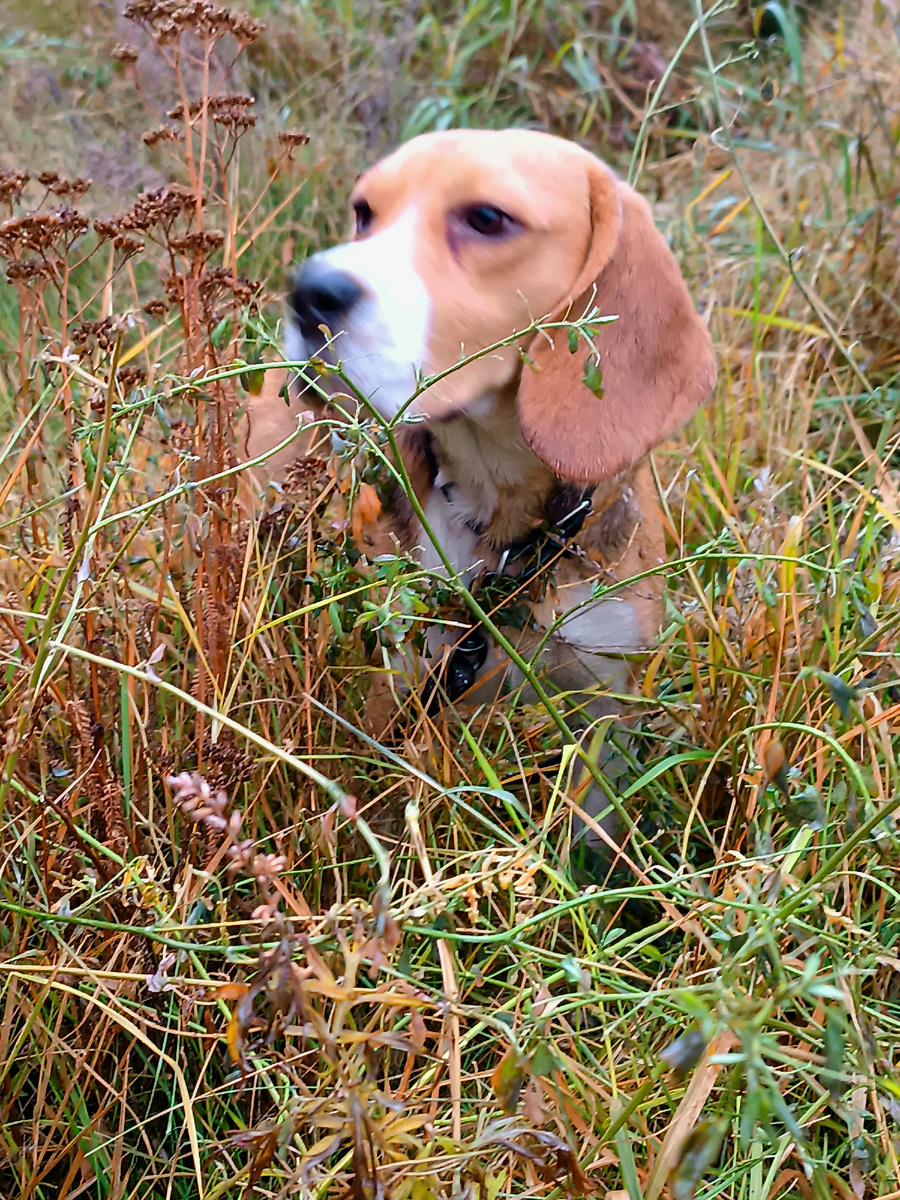 Охотник в своей стихии