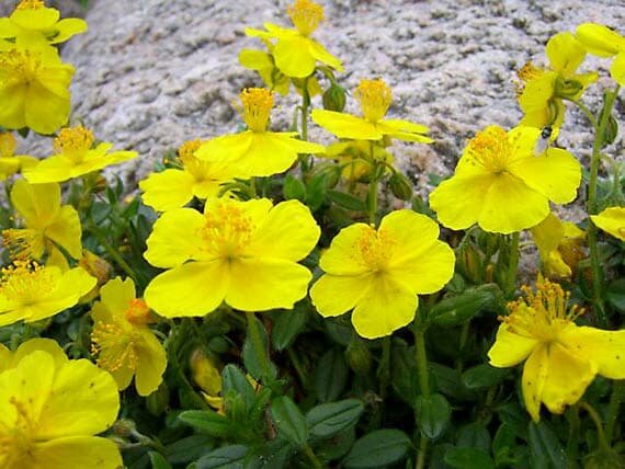 Солнцецвет посадить в июне