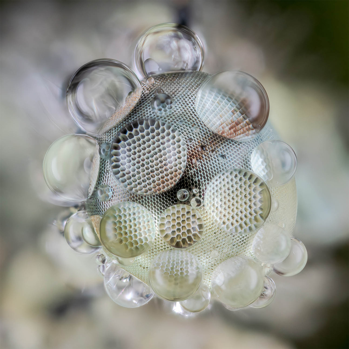 © Tim Crabb (США) «Глазные капли».
Финалист в категории «Бабочки и стрекозы» | 6-й CUPOTY